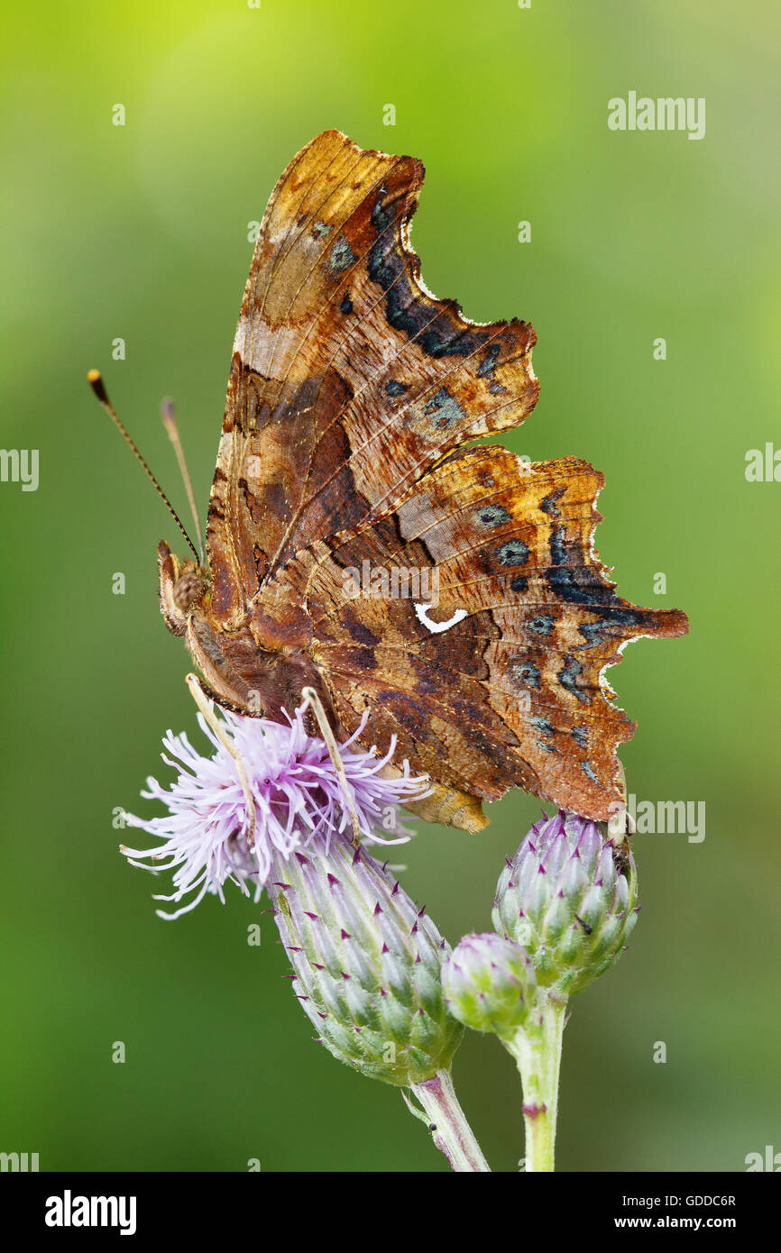 ,Animal,Nature,Papillon,insectes lépidoptères,Suisse,sauvage,Polygonia c-album, Virgule Banque D'Images
