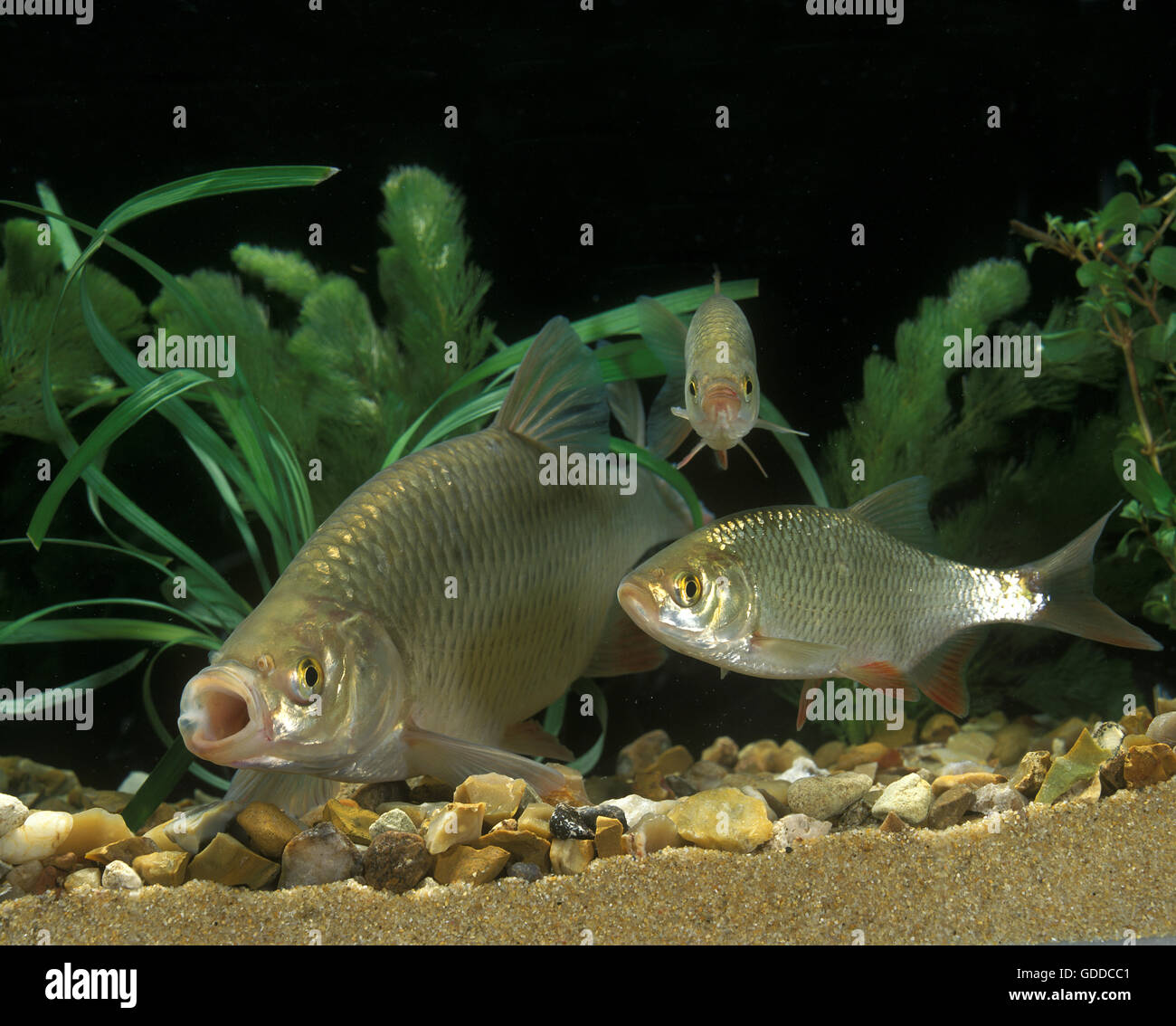 Rudd, Scardinius erythrophthalmus, avec de jeunes adultes Banque D'Images