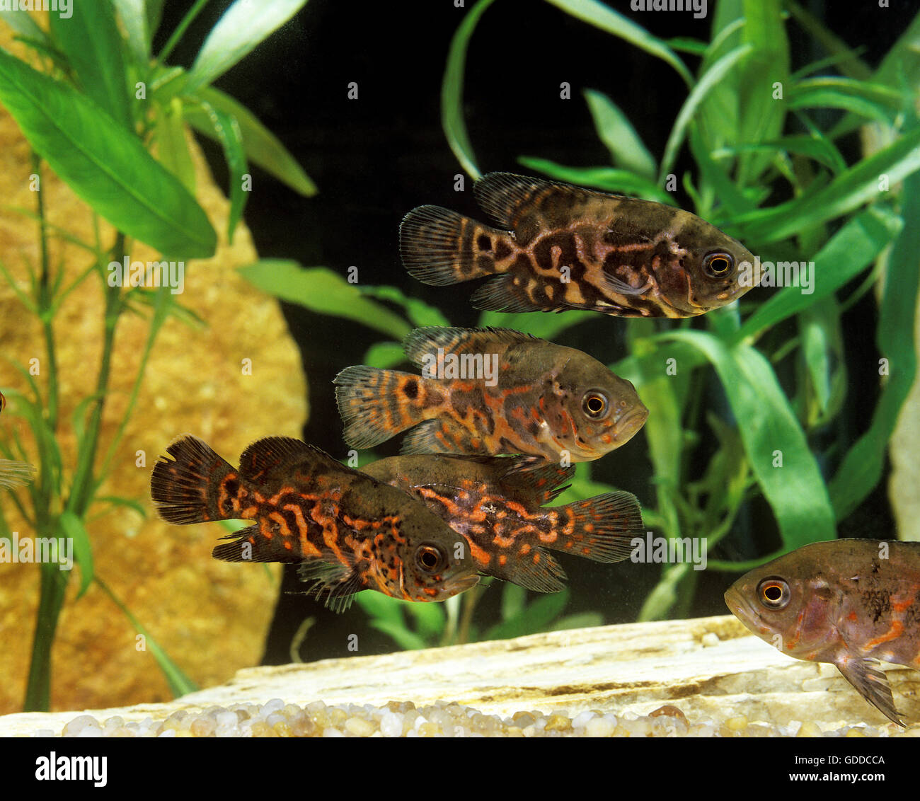 Oscar, Poisson tigre Astronotus ocellatus, poissons d'Aquarium Photo Stock  - Alamy