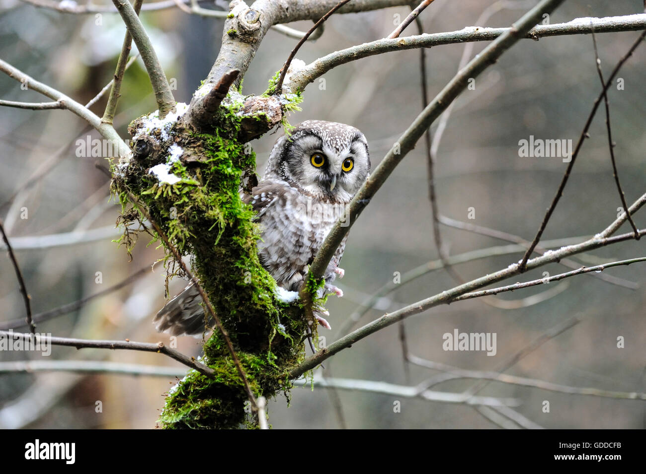 Boreal owl, le hibou Banque D'Images