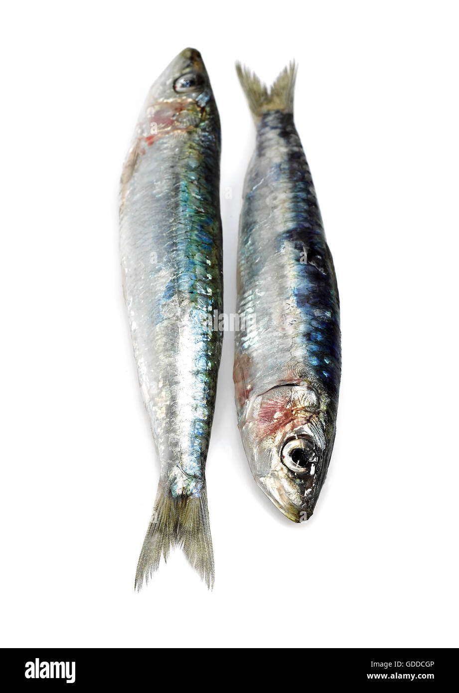 , Sardine Sardina pilchardus, poissons frais contre fond blanc Banque D'Images