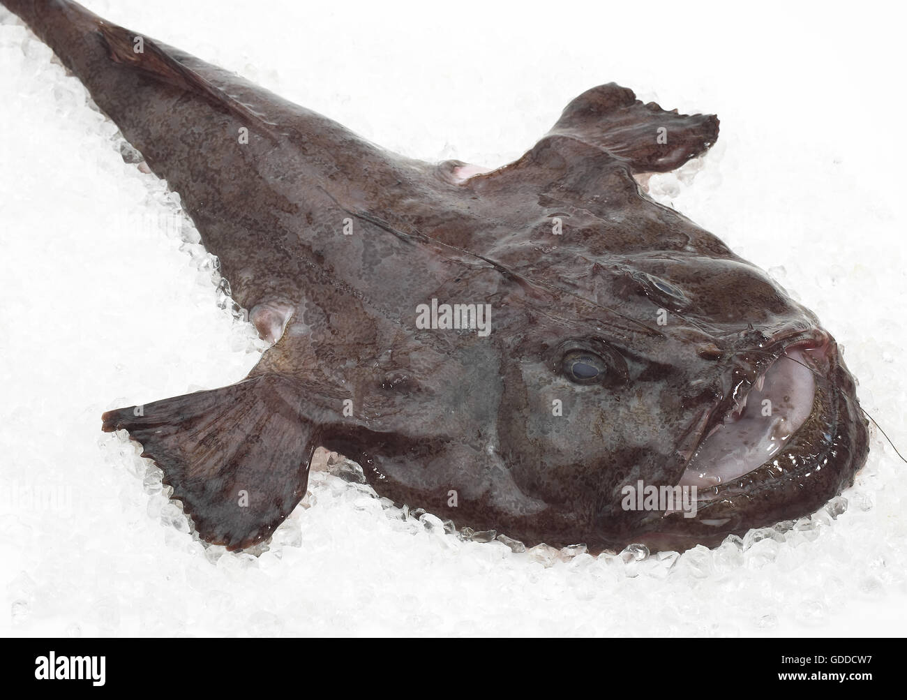Lophius Piscatorius Lotte Poisson Frais Sur La Glace Photo Stock Alamy Lophius Piscatorius Lotte Poisson Frais Sur La Glace Photo Stock Alamy