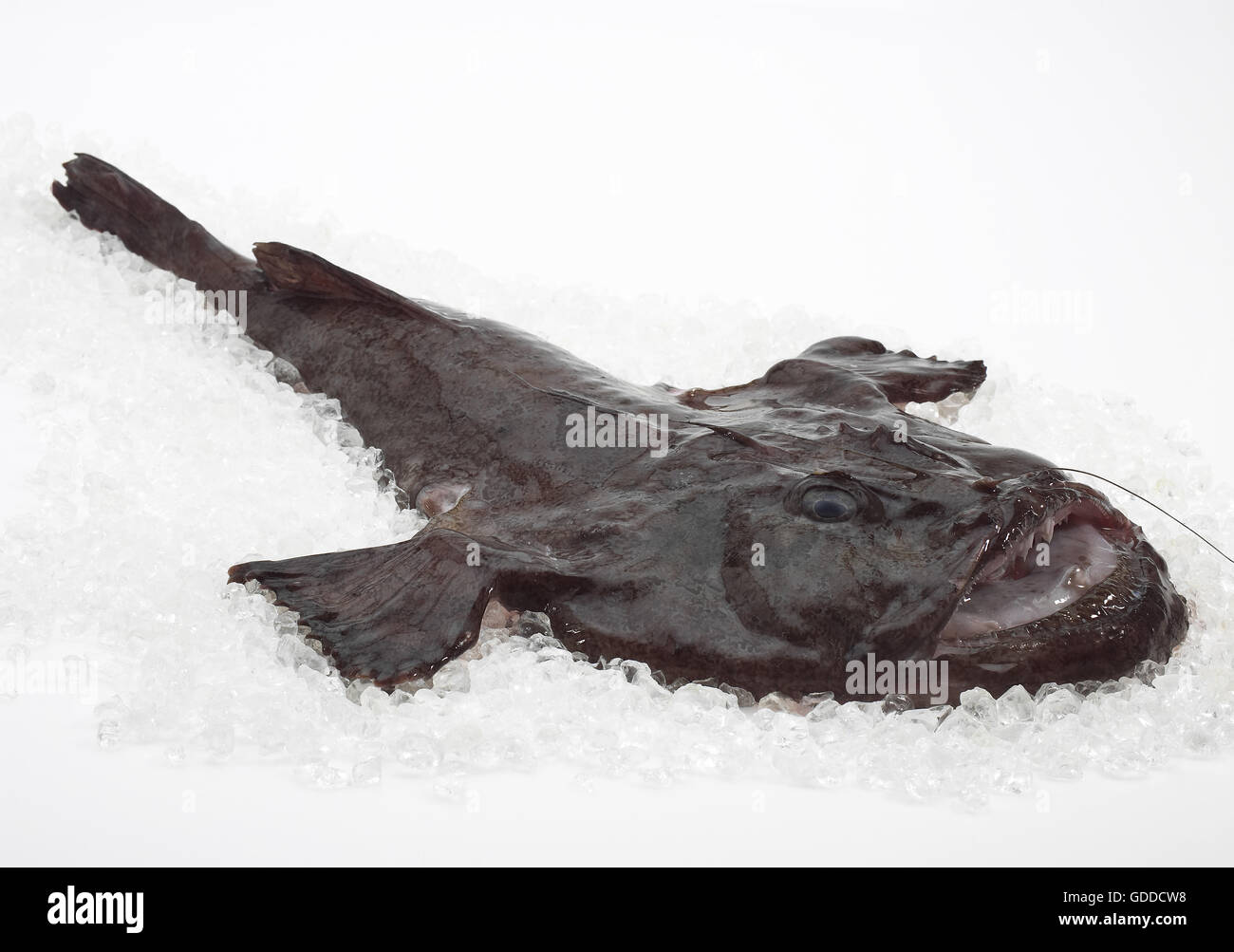 Lophius piscatorius, lotte, poisson frais sur la glace contre fond blanc Banque D'Images