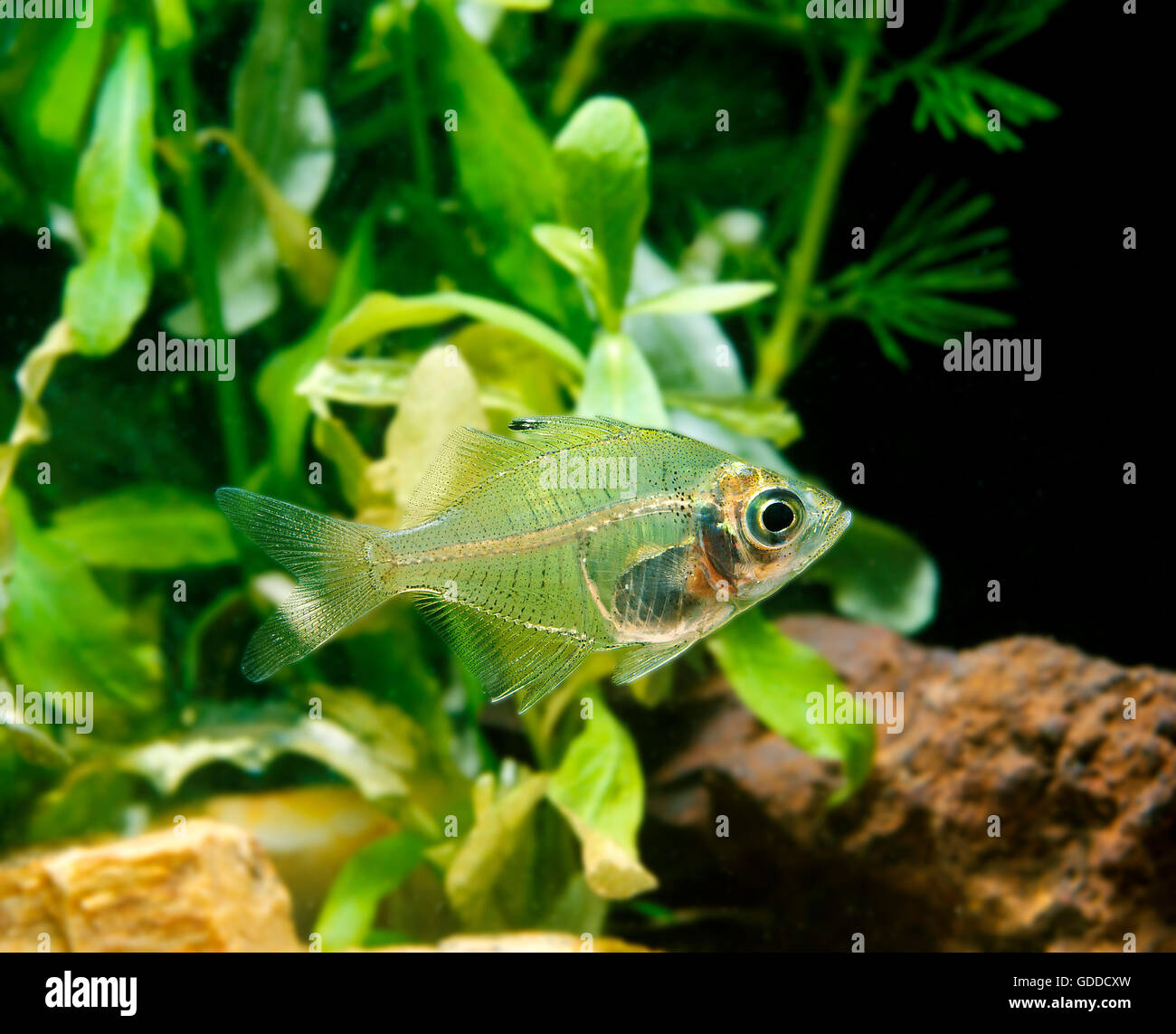Glassfish, chanda lala, adulte Banque D'Images