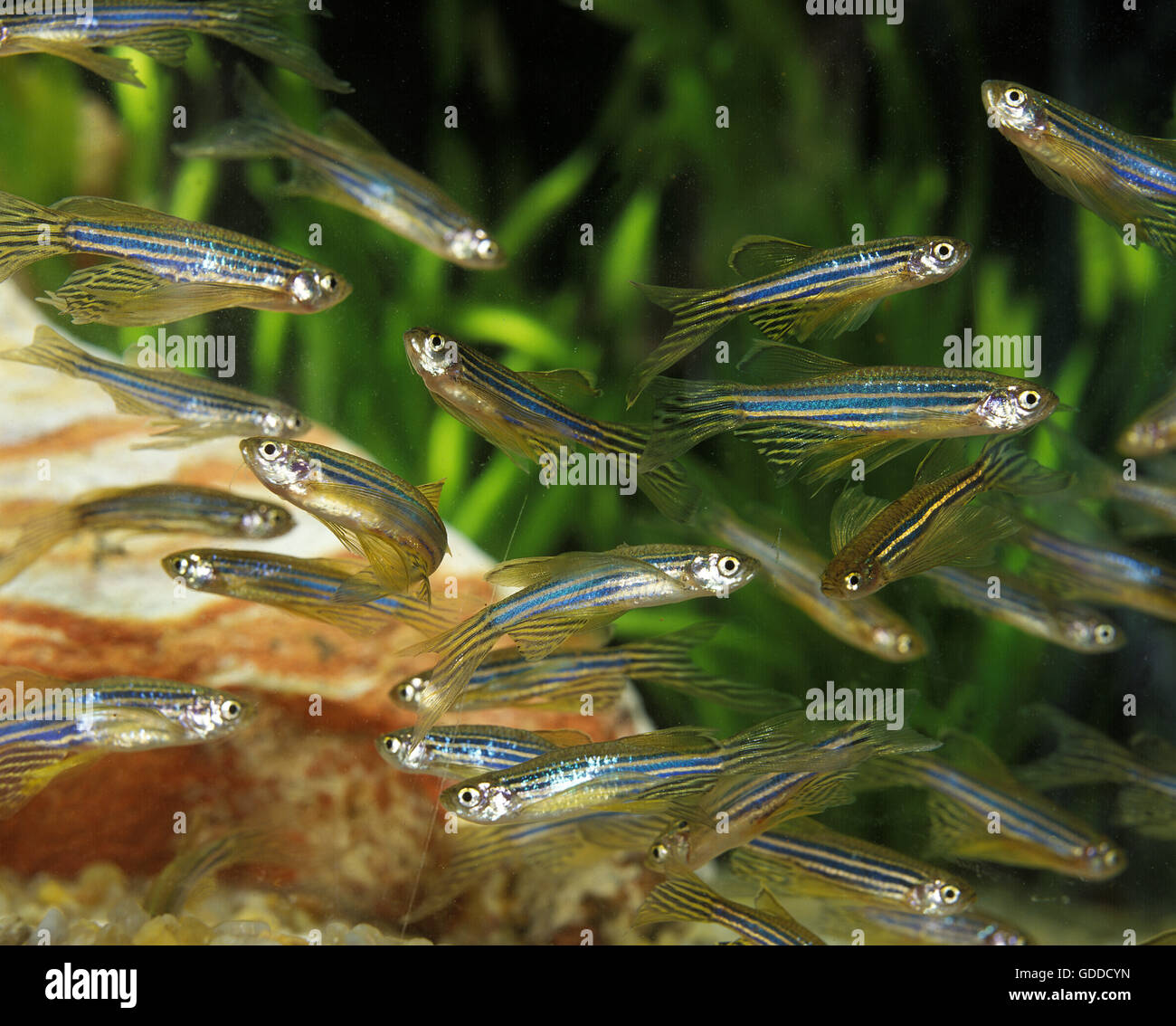 Le poisson zèbre, Brachydanio rerio Banque D'Images