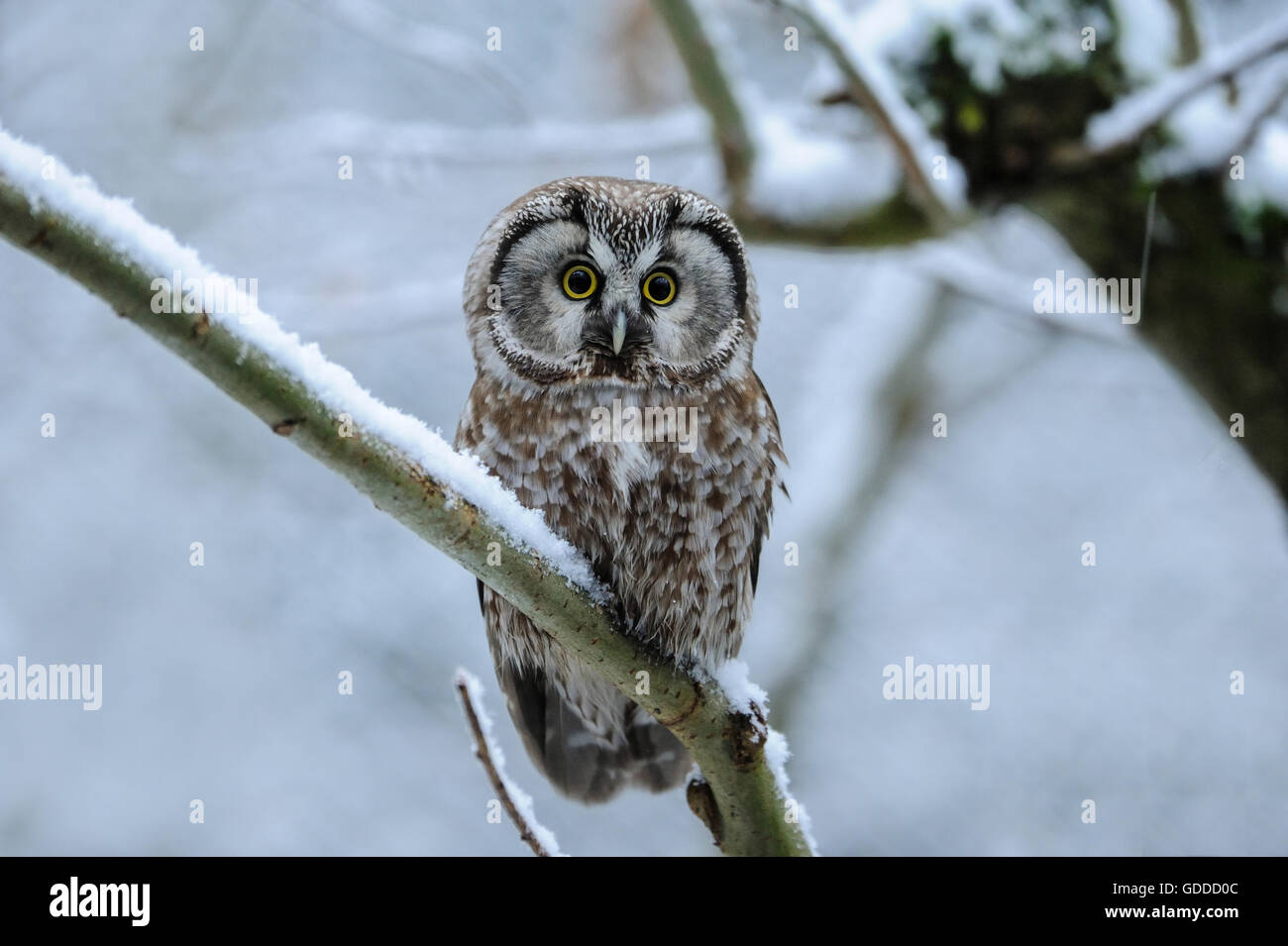 Boreal owl, le hibou Banque D'Images
