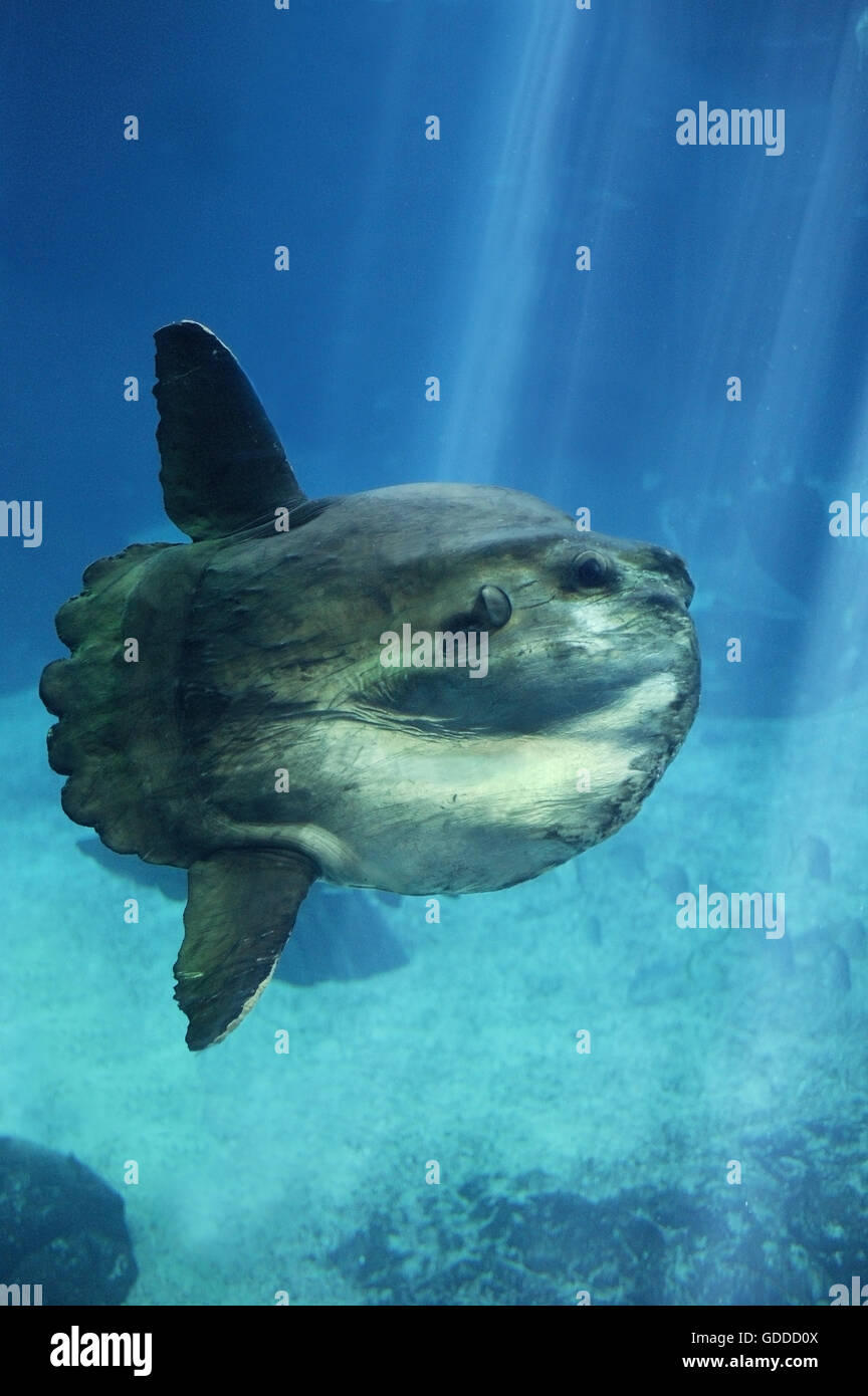 Poisson Lune Mola Mola Adulte Photo Stock Alamy