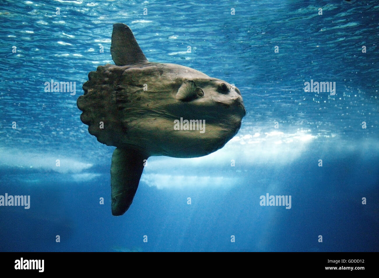 Mola Mola Banque D Image Et Photos Alamy Mola Mola Banque D Image Et Photos Alamy