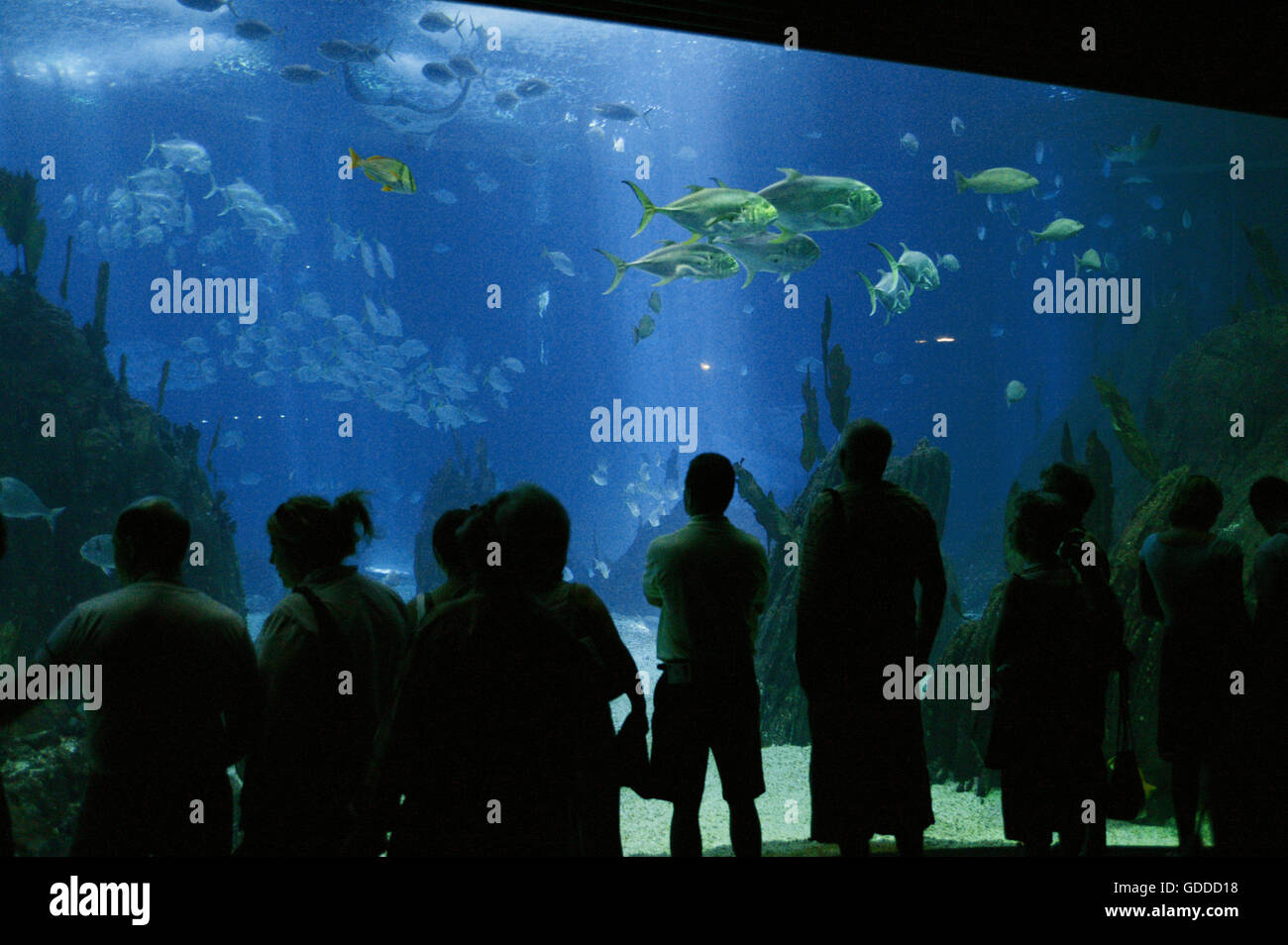 Aquarium d'eau salée, Lisbonne au Portugal Banque D'Images
