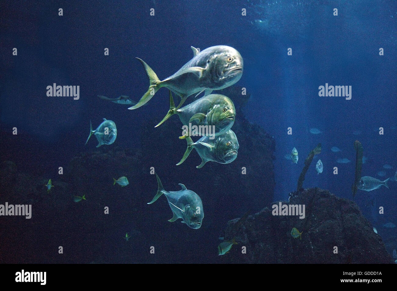 Aquarium d'eau salée, Lisbonne au Portugal Banque D'Images