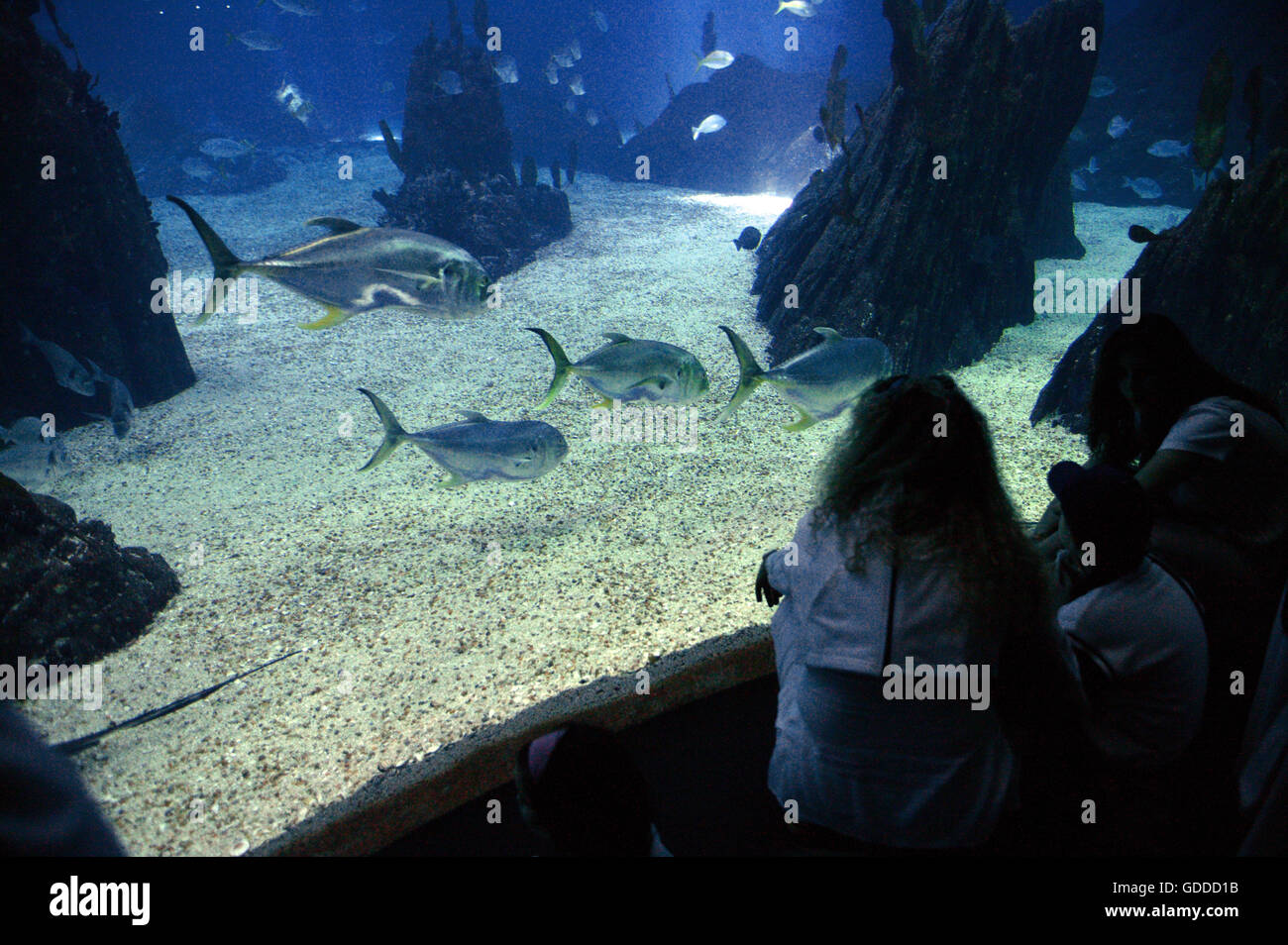 Aquarium d'eau salée, Lisbonne au Portugal Banque D'Images