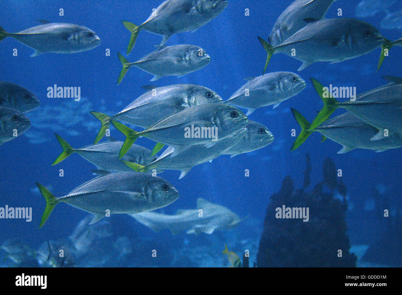 Aquarium d'eau salée, Lisbonne au Portugal Banque D'Images