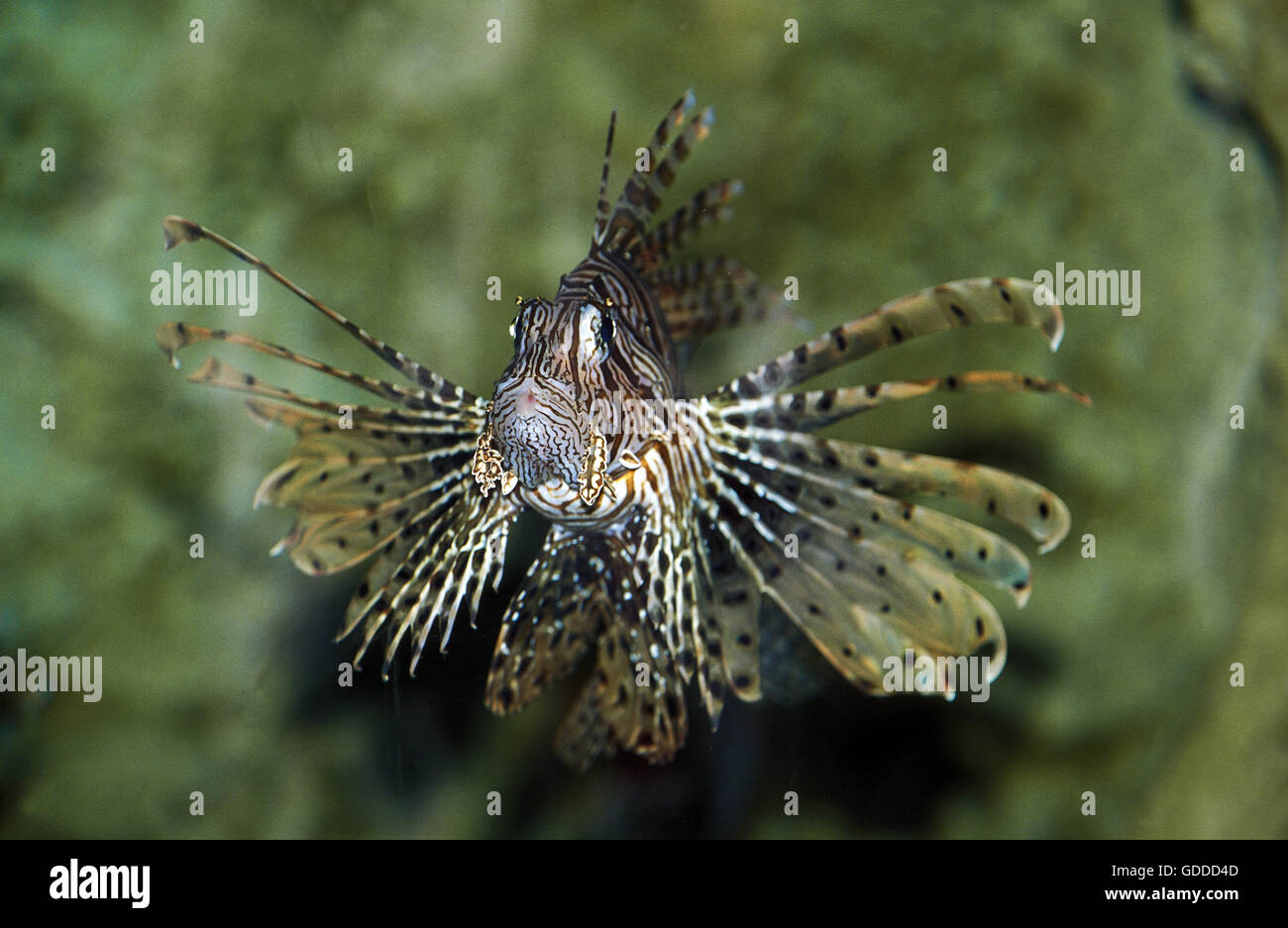 Poisson LION pterois volitans commun, poissons venimeux Banque D'Images