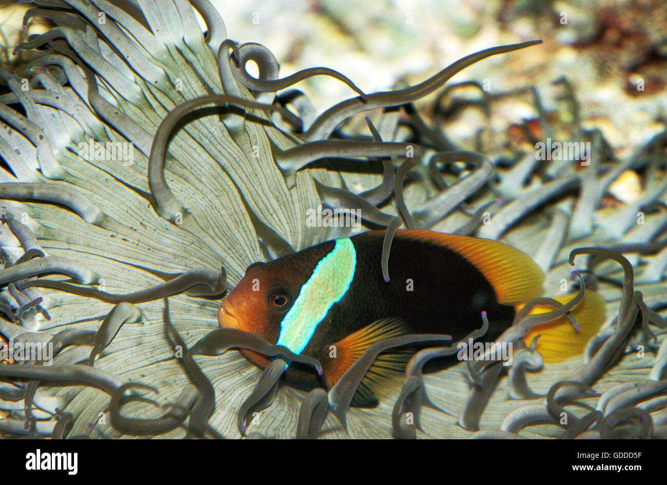 Noir et rouge poisson clown Amphiprion melanopus, une anémone de mer adultes Banque D'Images