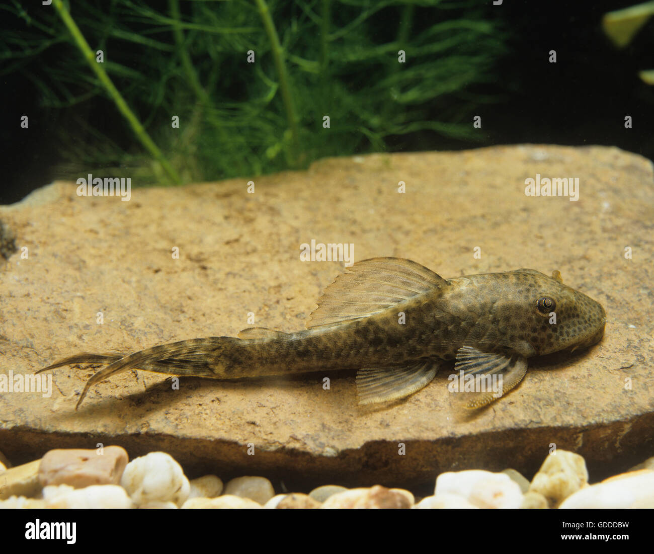 Pleco commun, hypostomus punctatus, poissons d'Aquarium Banque D'Images