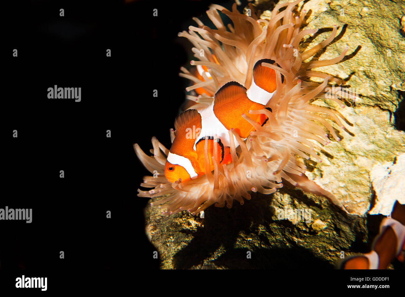 Ocellaris Clownfish Amphiprion ocellaris, adultes, debout dans Anémone de mer, Afrique du Sud Banque D'Images