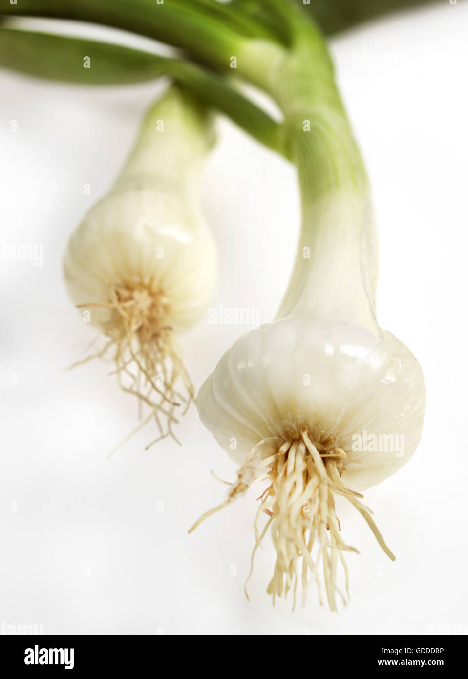 Oignon blanc, l'Allium cepa, légumes contre fond blanc Banque D'Images