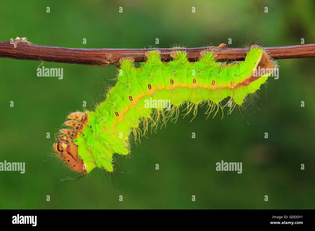 Tussah moth Banque de photographies et d’images à haute résolution - Alamy