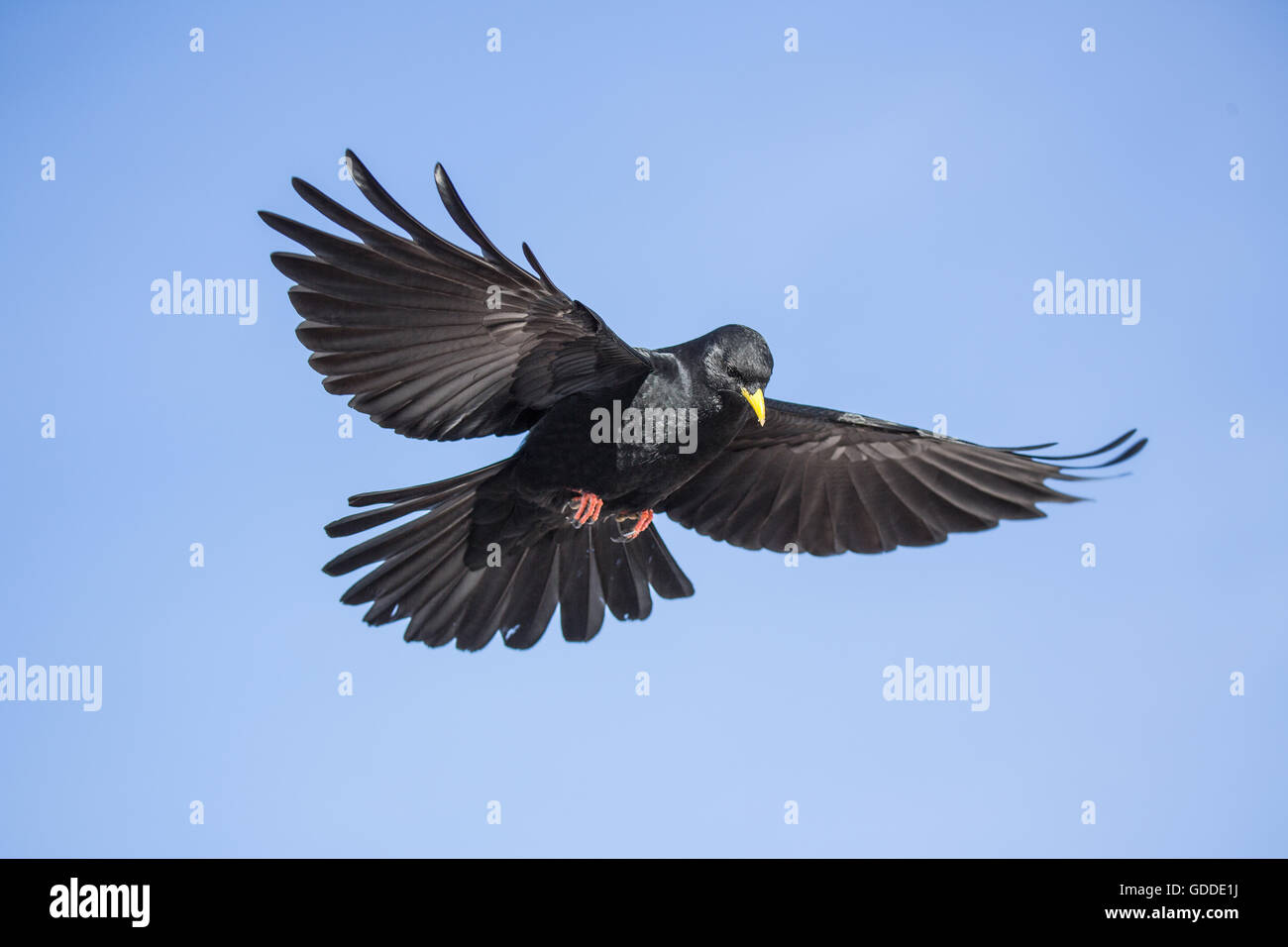 Alpine chough Pyrrhocorax graculus, Banque D'Images
