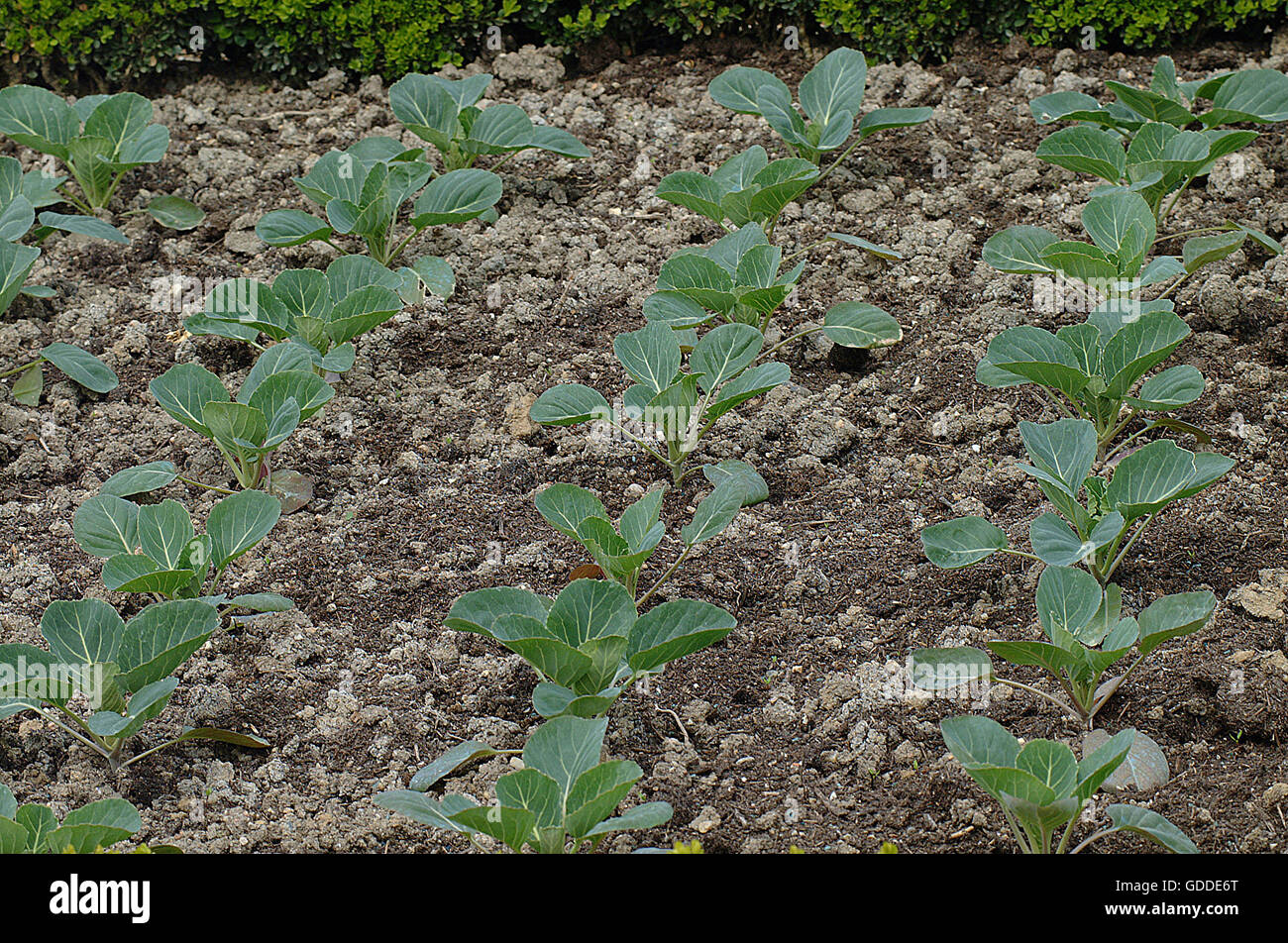 CASTELLO LE CHOU Brassica oleracea, potager Banque D'Images