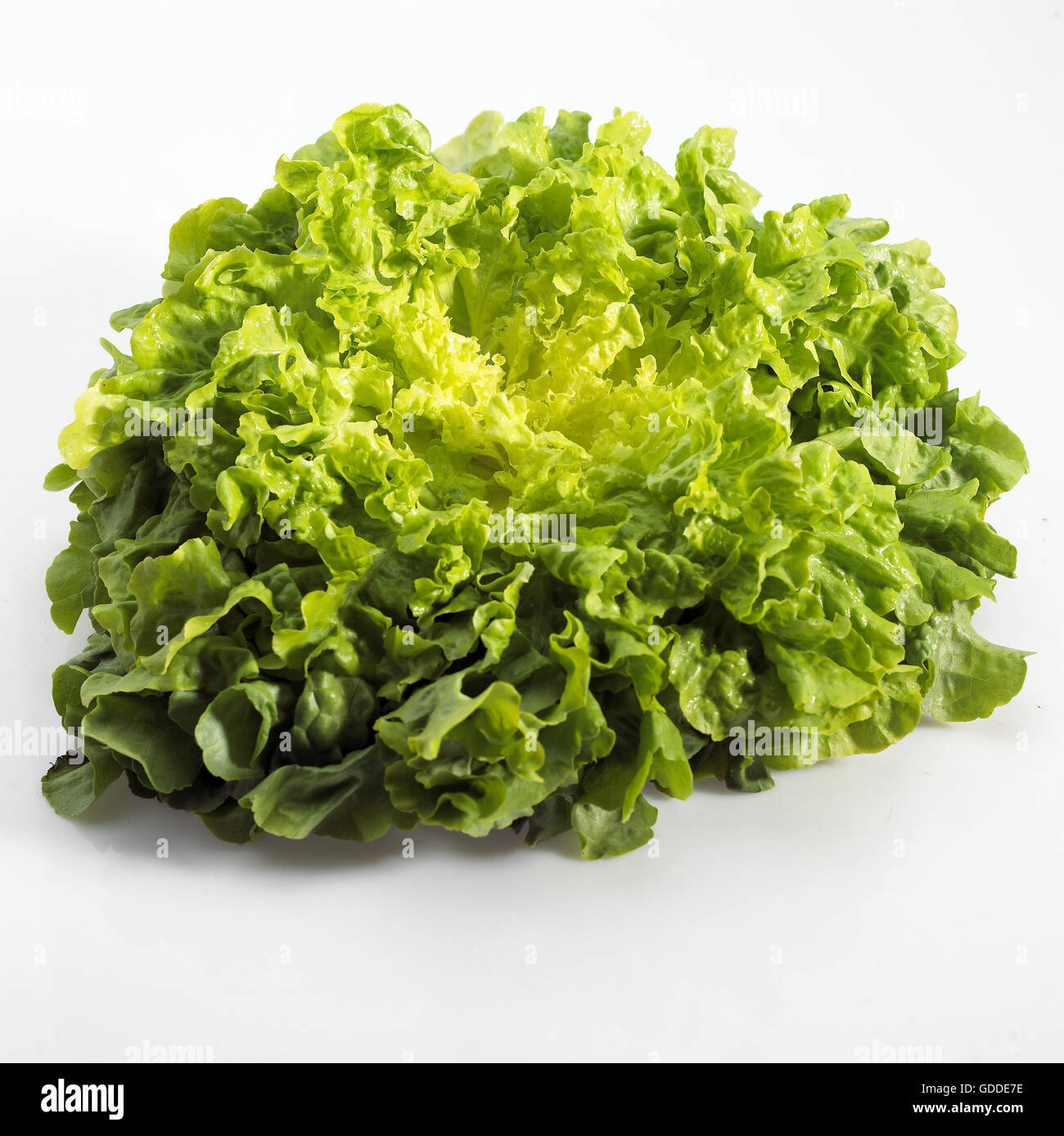 Salade française appelée corne de cerf, Lactuca sativa contre fond blanc Banque D'Images