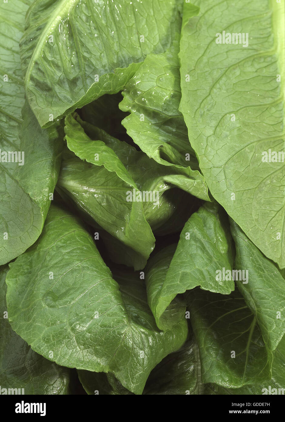 ROMANA SALADE Lactuca sativa Banque D'Images