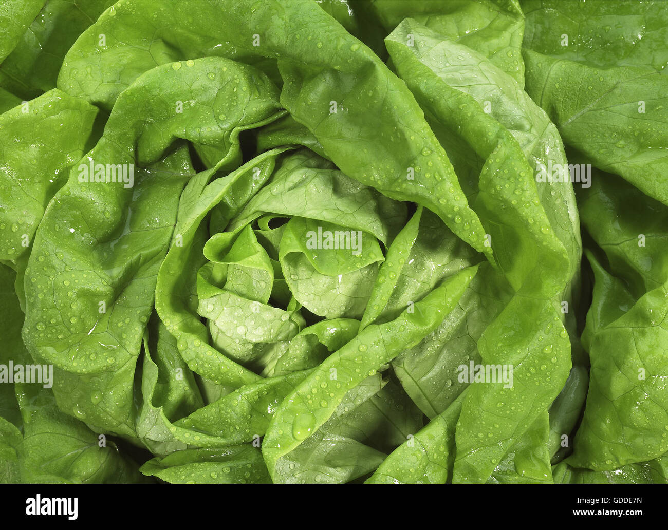La LAITUE Lactuca sativa Banque D'Images