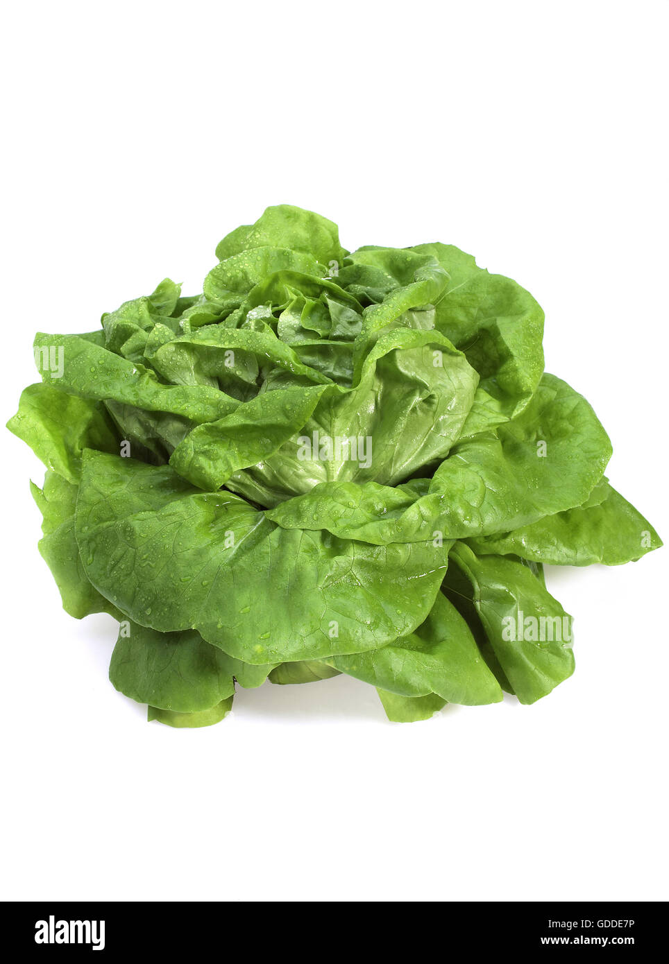 Laitue, Lactuca sativa, salade, against White Background Banque D'Images