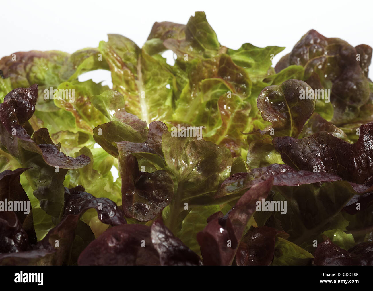 Salade française appelée corne de cerf, Lactuca sativa contre fond blanc Banque D'Images
