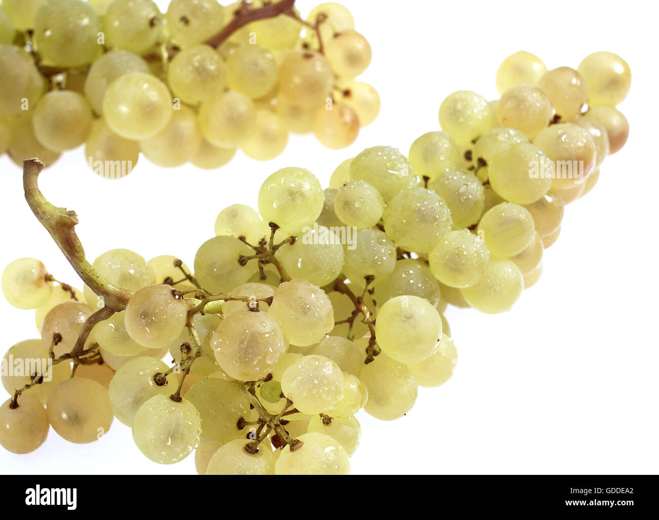 Raisin blanc Chasselas, vitis vinifera, Fruit against White Background Banque D'Images