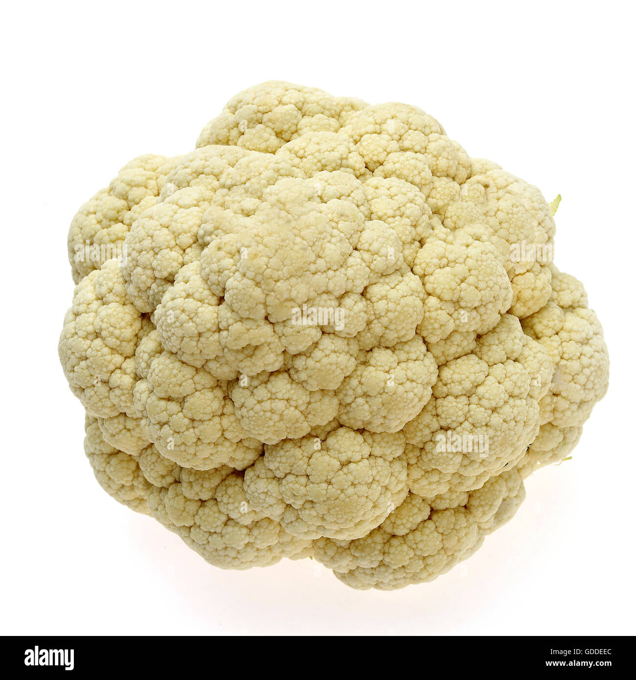Le chou-fleur, Brassica oleracea against White Background Banque D'Images