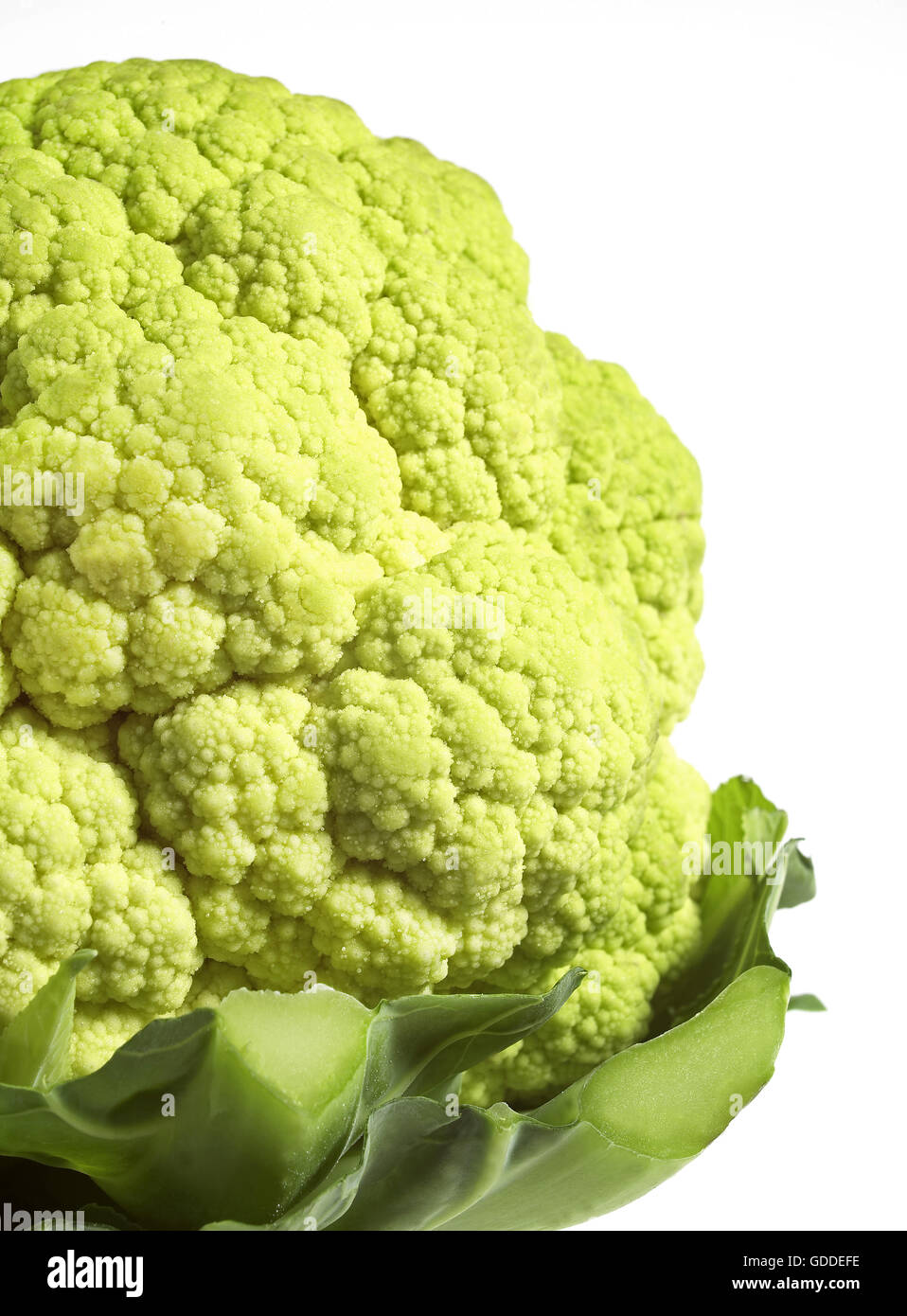 Chou-fleur vert CONTRE FOND BLANC Banque D'Images