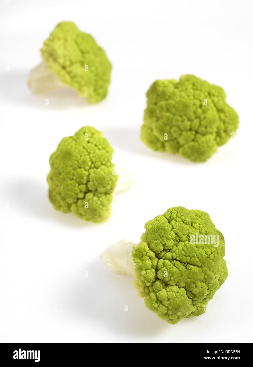 Chou-fleur vert brassica oleracea AGAINST WHITE BACKGROUND Banque D'Images