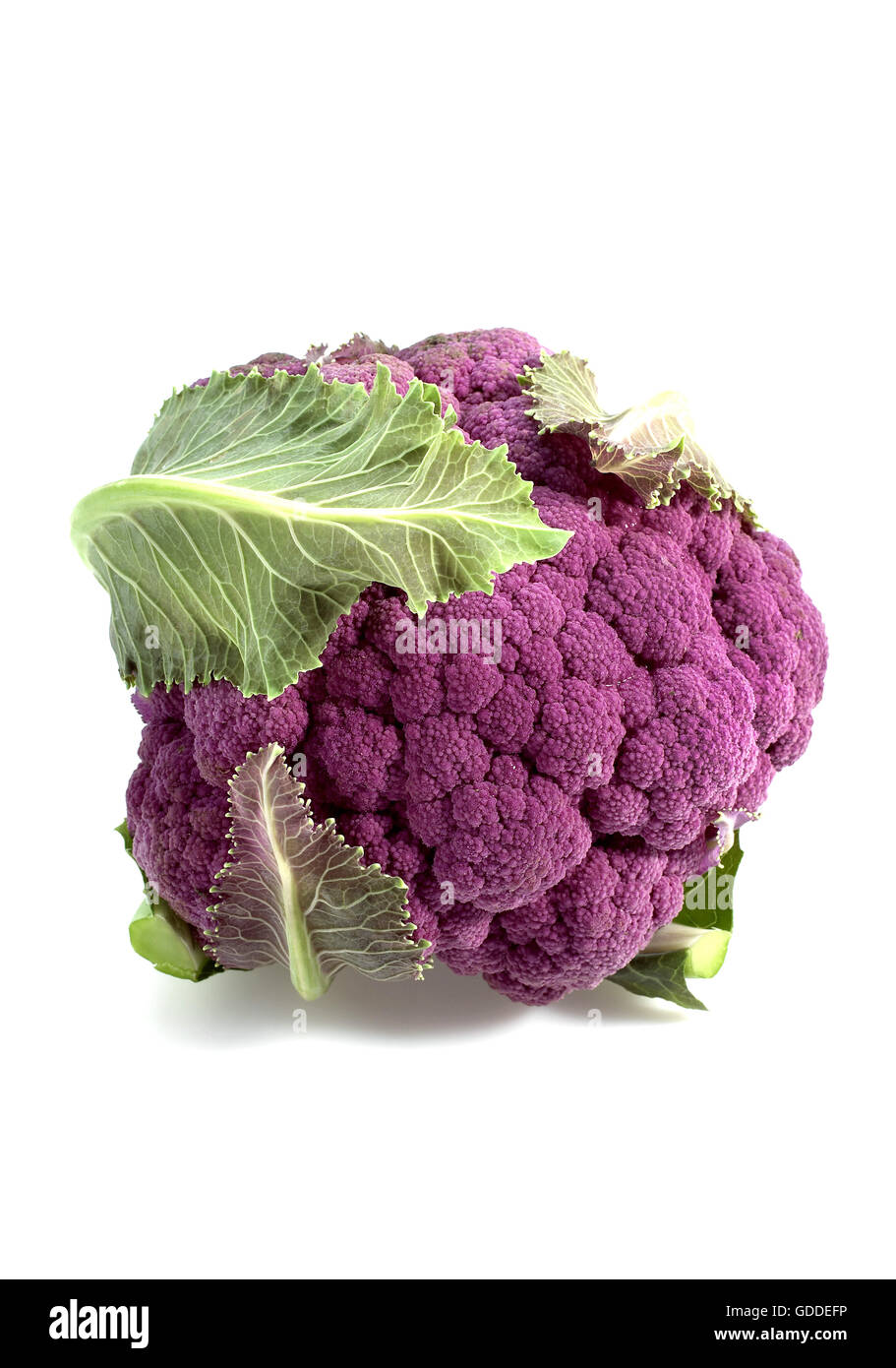 Chou-fleur violet contre FOND BLANC Banque D'Images