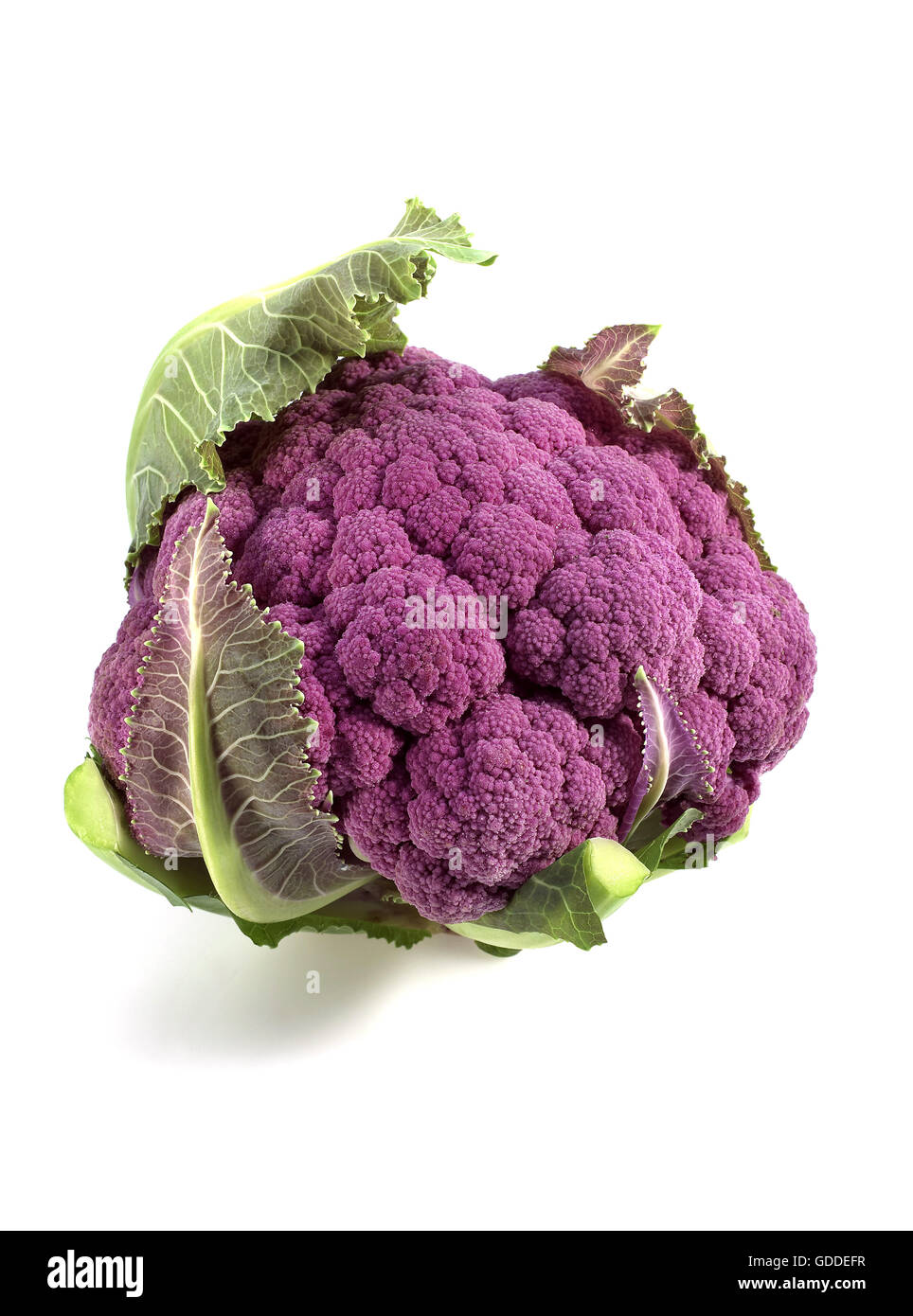 Chou-fleur violet brassica oleracea AGAINST WHITE BACKGROUND Banque D'Images