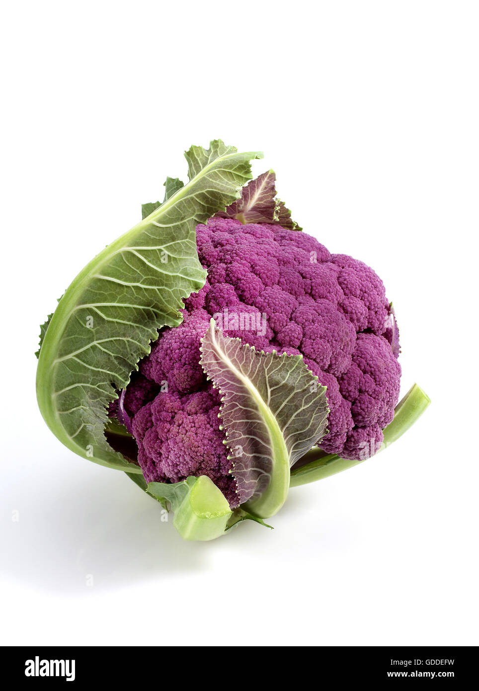 Caulliflower violet, Brassica oleracea against White Background Banque D'Images