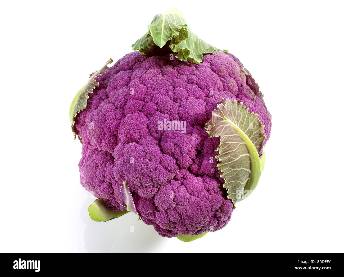 Le Chou-fleur pourpre, Brassica oleracea, légumes contre fond blanc Banque D'Images