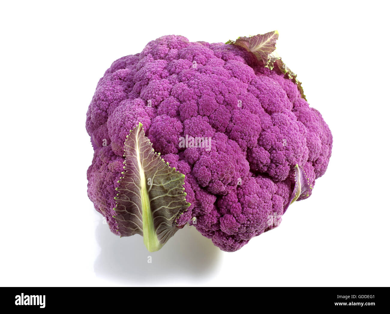 Caulliflower violet, Brassica oleracea against White Background Banque D'Images