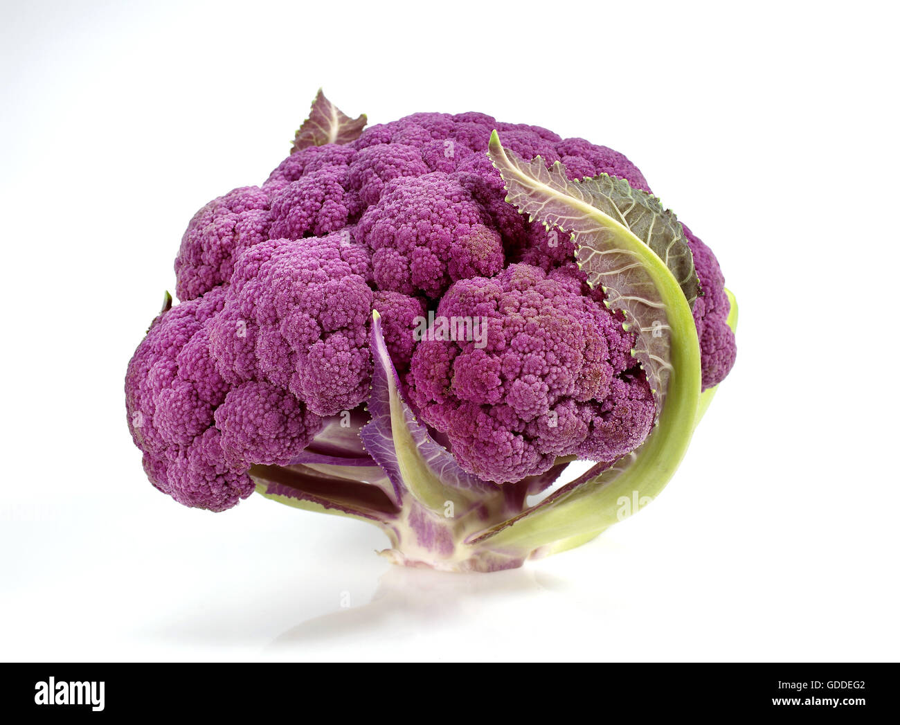 Chou-fleur violet brassica oleracea AGAINST WHITE BACKGROUND Banque D'Images