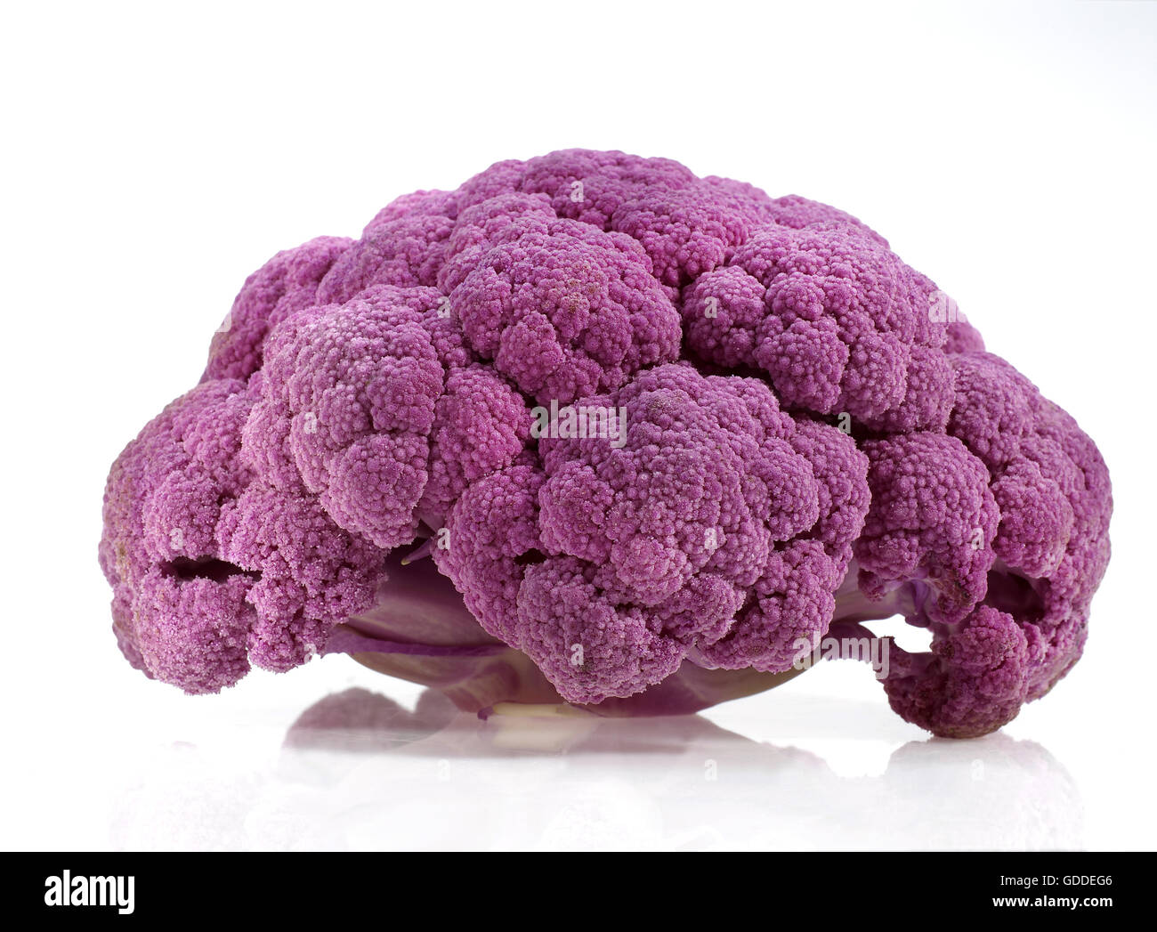 Chou-fleur violet brassica oleracea AGAINST WHITE BACKGROUND Banque D'Images