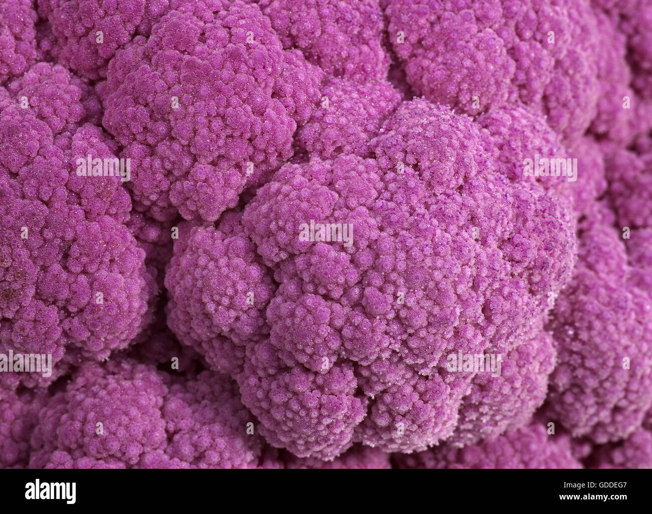 Chou-fleur violet contre FOND BLANC Banque D'Images