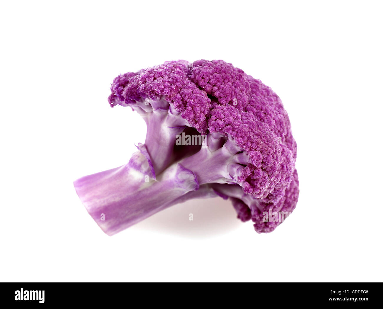 Chou-fleur violet contre FOND BLANC Banque D'Images