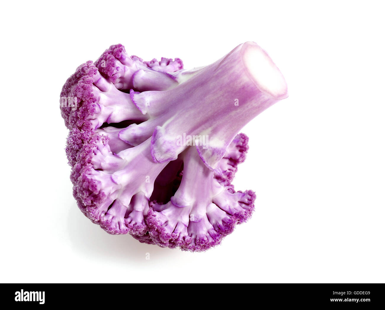 Chou-fleur violet brassica oleracea AGAINST WHITE BACKGROUND Banque D'Images