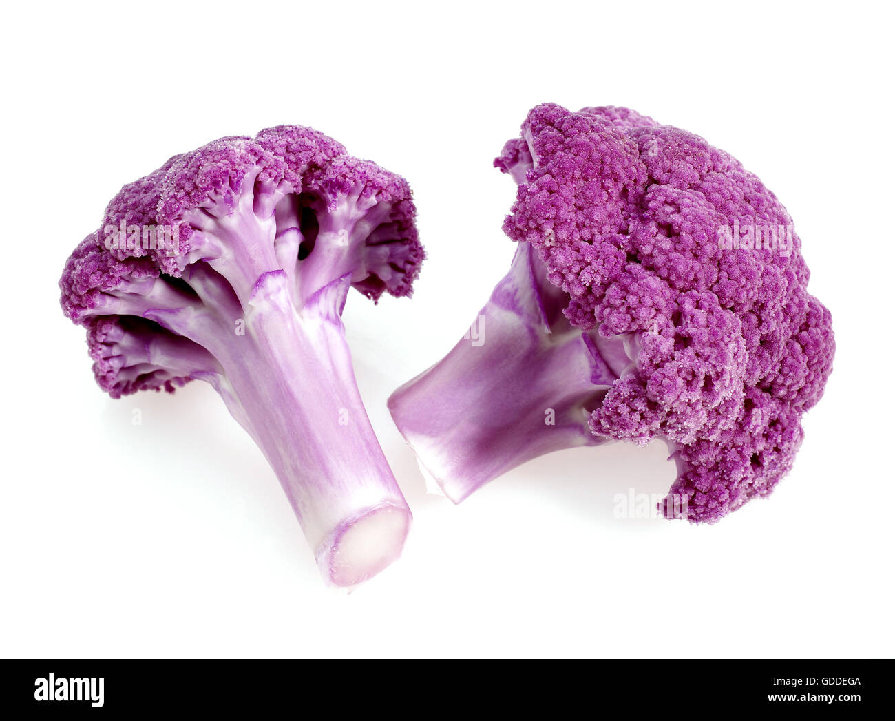 Chou-fleur violet contre FOND BLANC Banque D'Images