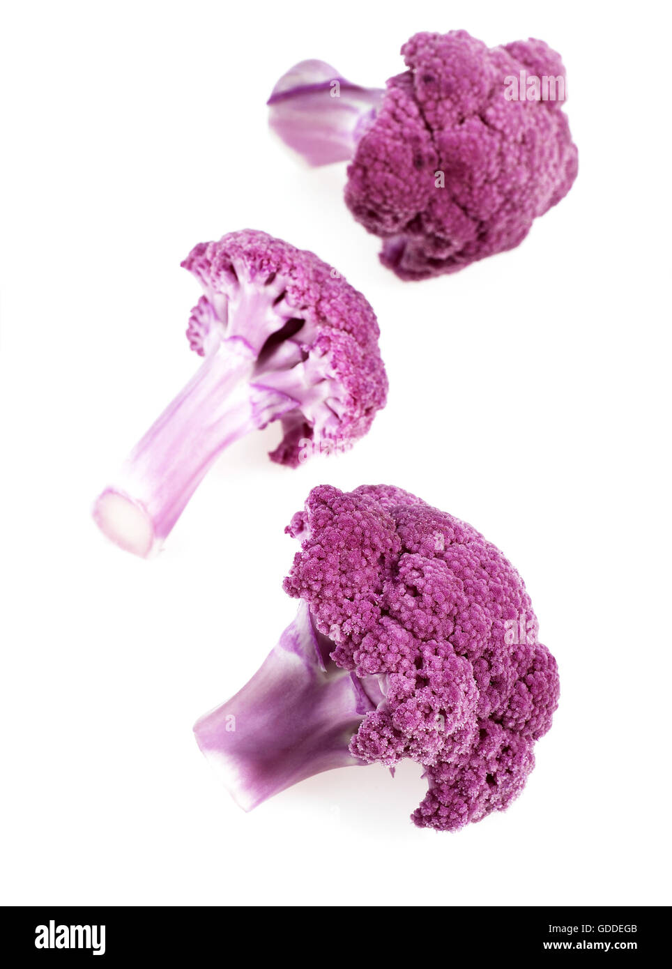Le Chou-fleur pourpre, Brassica oleracea, légumes contre fond blanc Banque D'Images