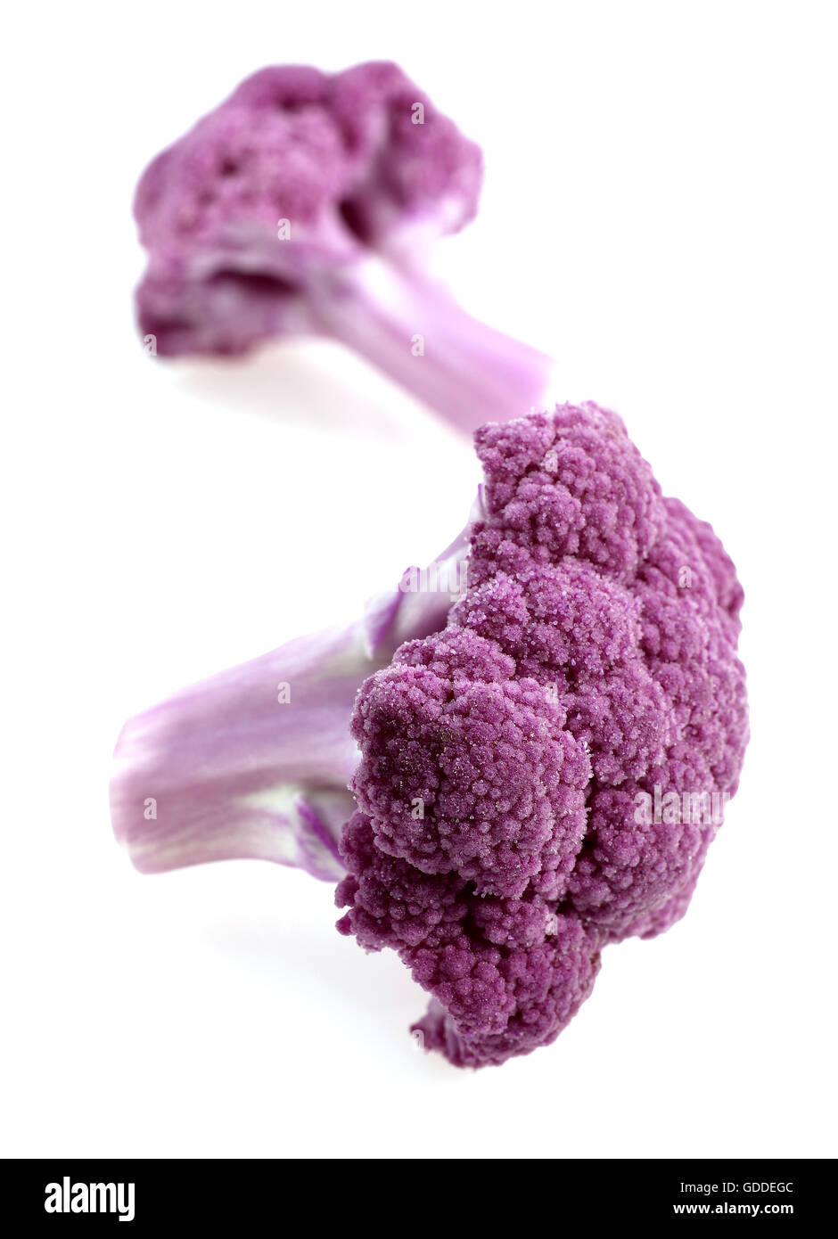 Chou-fleur violet contre FOND BLANC Banque D'Images