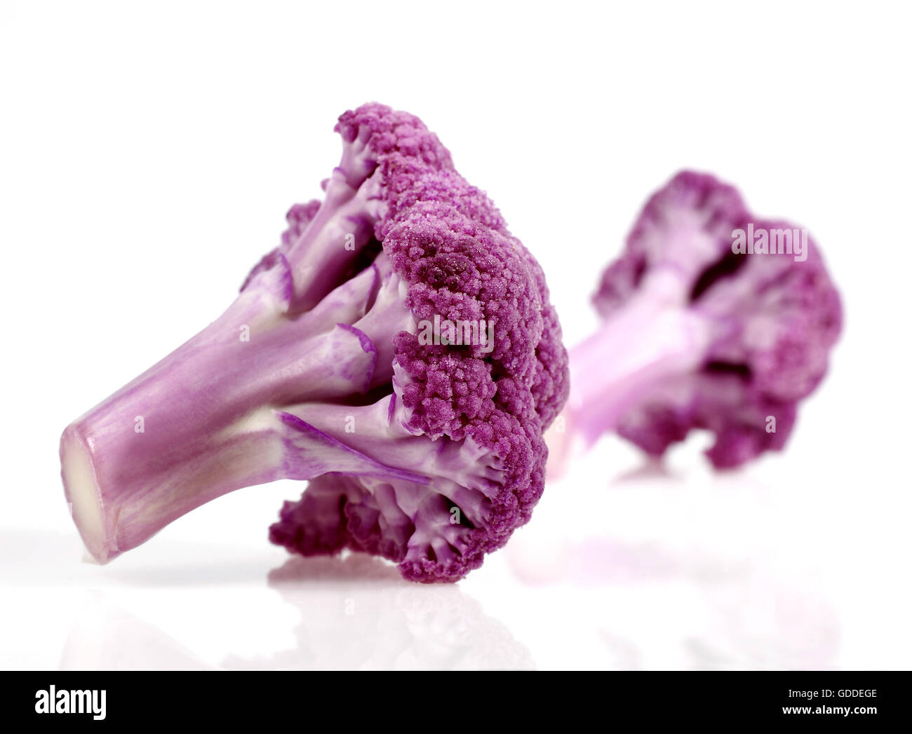 Caulliflower violet, Brassica oleracea against White Background Banque D'Images