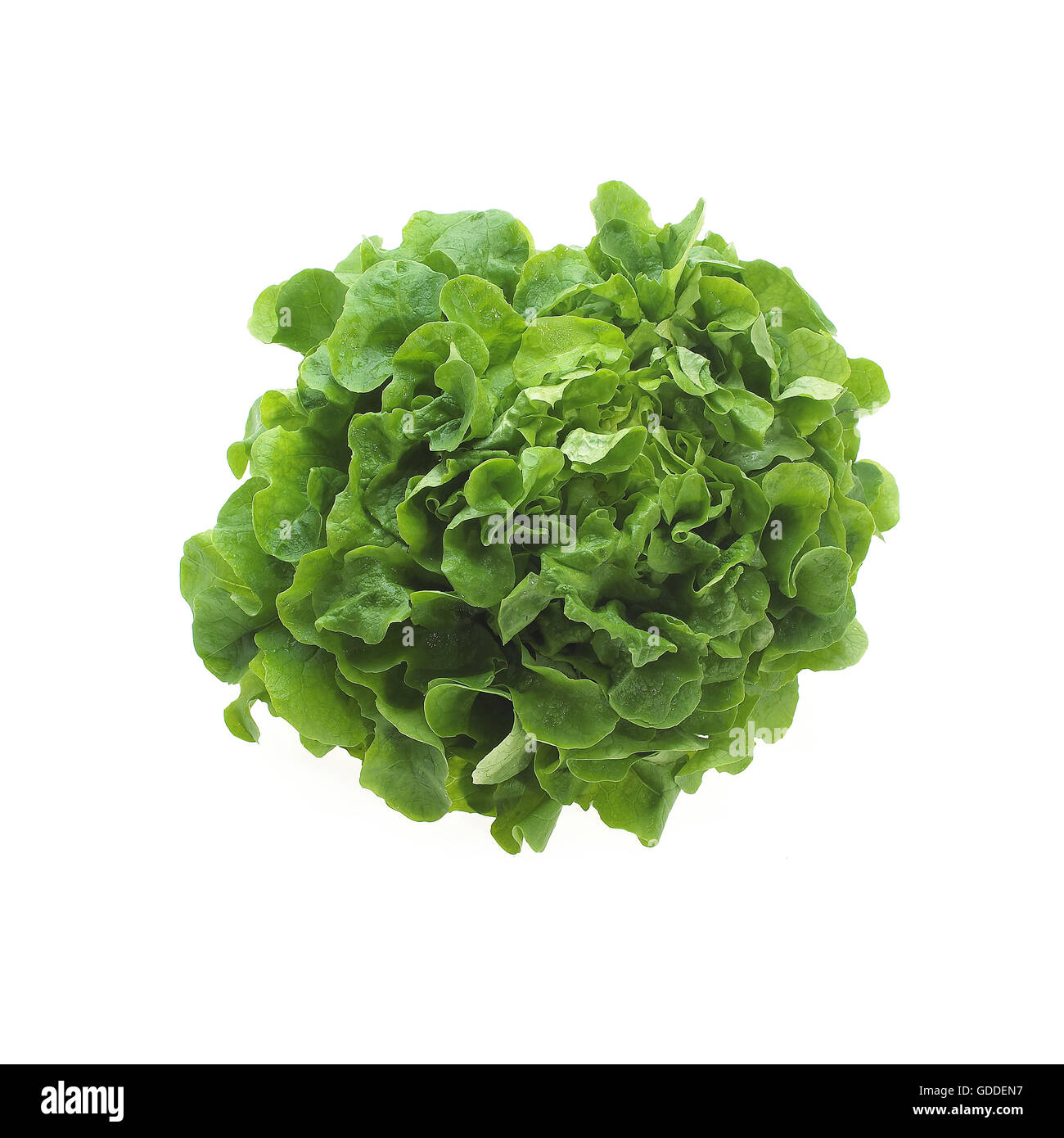 Salade de SCAROLE Cichorium endivia AGAINST WHITE BACKGROUND Banque D'Images