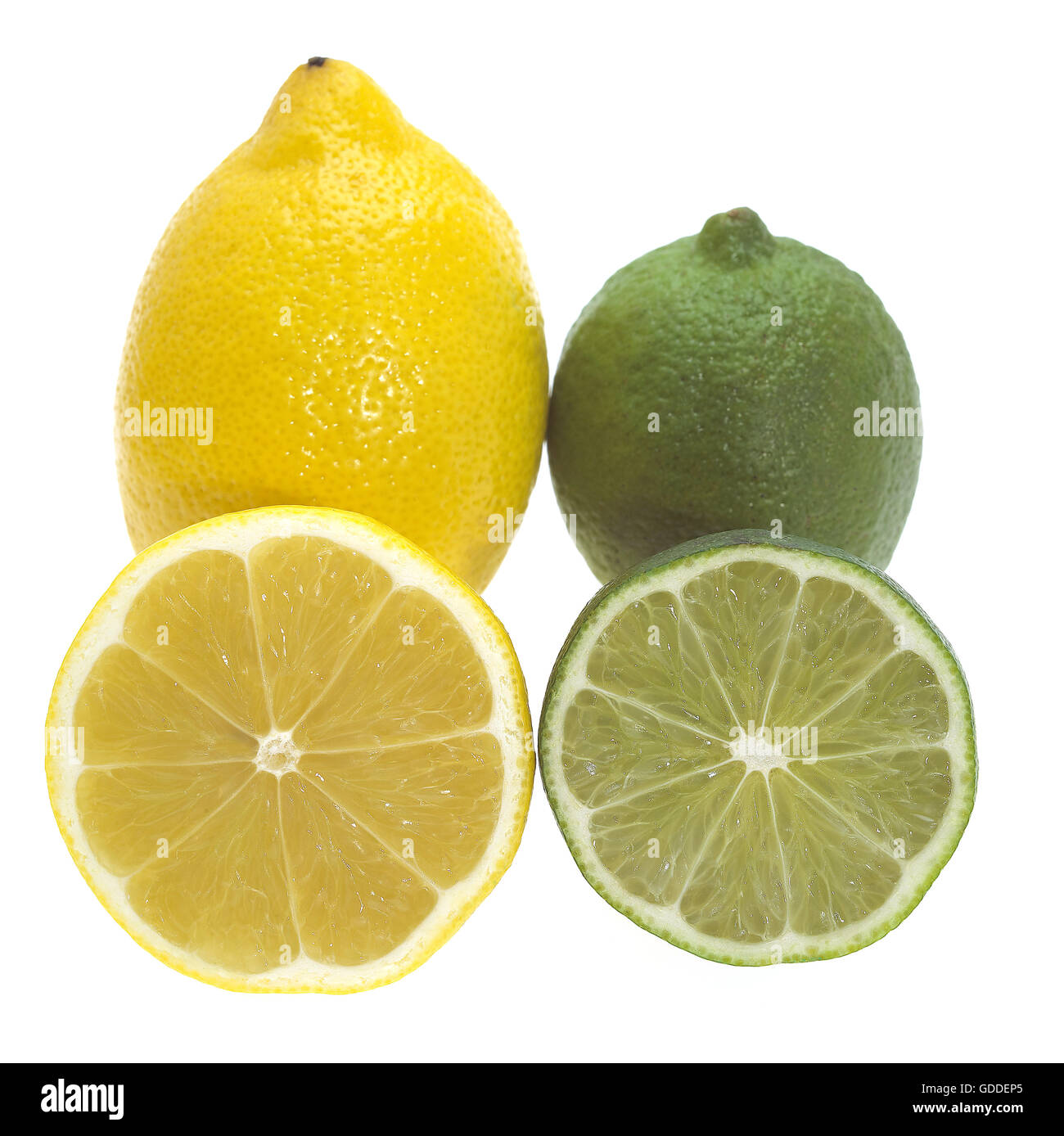 Citrus limonum citron jaune et citron vert Citrus aurantifolia AGAINST WHITE BACKGROUND Banque D'Images