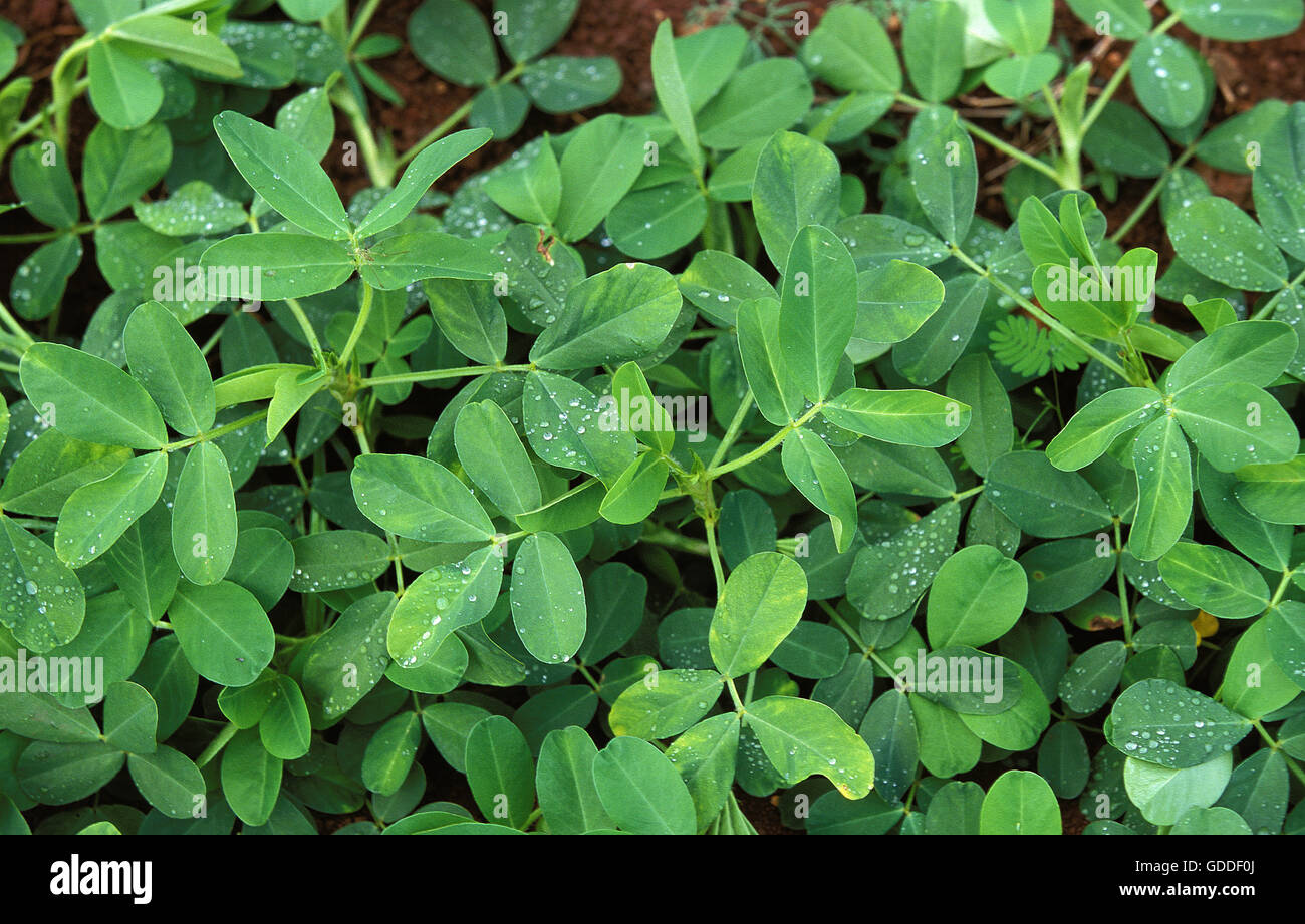 L'arachide, Arachis hypogaea, usine de production de l'Arachide Banque D'Images